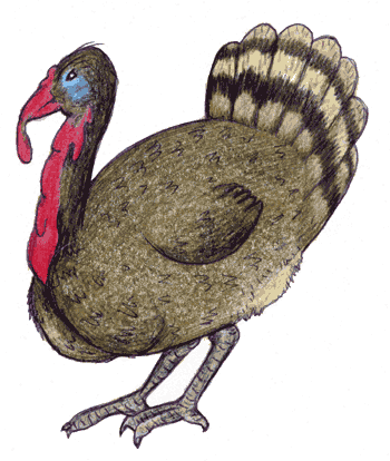 turkey (36K)